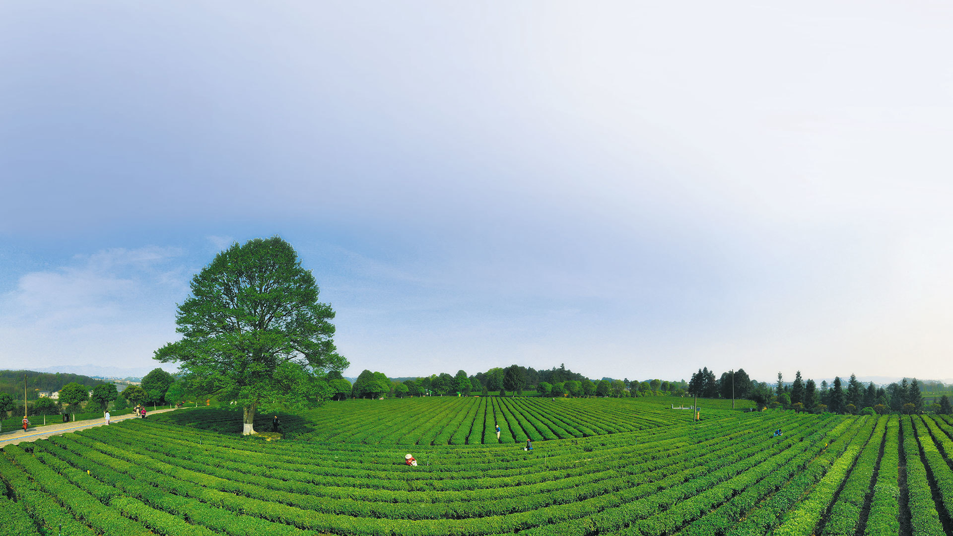 专注于茶树种植、茶叶加工及销售